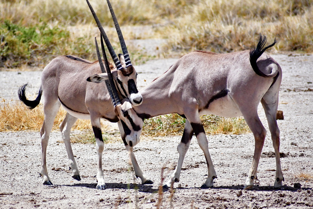 Buffalo Springs Nat. Reserve